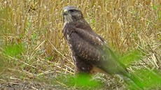 Mäusebussard (19).jpg